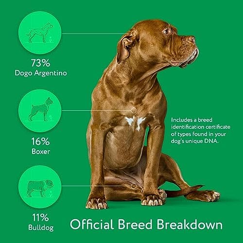 Dna My Dog Essential Test – Breed ID Test Mixed Breed Identification Personality Traits for Puppies to Adult Dogs Non-Invasive Cheek Swab